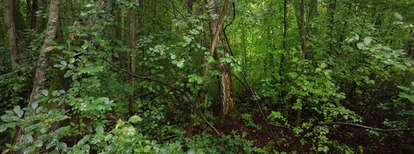 Floresta Caduca Misteriosa Dia Nublado Verão Poderosas Árvores Plantas Paisagem — Fotografia de Stock