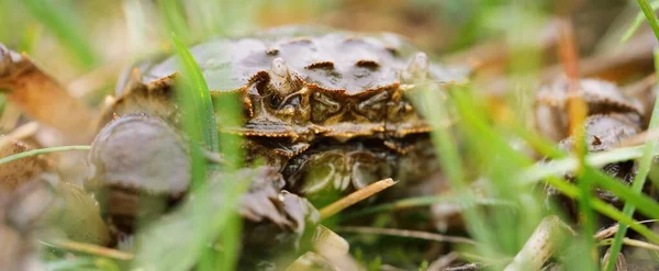 Eriocheir Sinensis Crab Green Grass Close Seafood Environmental Damage Conservation — Stock Photo, Image