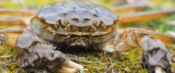 Καβούρι Eriocheir Sinensis Πράσινο Γρασίδι Κοντινό Πλάνο Θαλασσινά Περιβαλλοντική Καταστροφή — Φωτογραφία Αρχείου