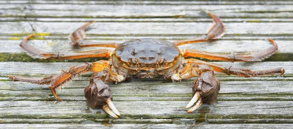 Eriocheir Sinensis Crab Wooden Pier Fishing Harbor Close Traditional Craft — Stock Photo, Image