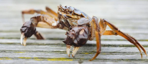 Eriocheir Sinensis Krabbe Auf Dem Hölzernen Pier Einem Fischerhafen Großaufnahme — Stockfoto