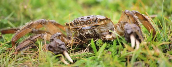 Eriocheir Sinensis Crab Green Grass Close Seafood Environmental Damage Conservation — Stock Photo, Image