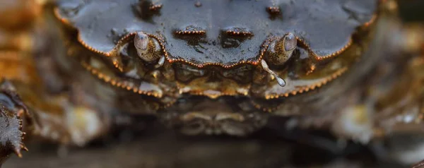 Eriocheir Sinensis Krabbe Extreme Nahaufnahme Traditionelles Handwerk Fang Lebensmittelindustrie Meeresfrüchte — Stockfoto