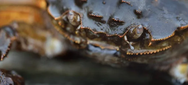 Eriocheir Sinensis Crab Extreme Close Traditional Craft Catching Food Industry — Stock Photo, Image