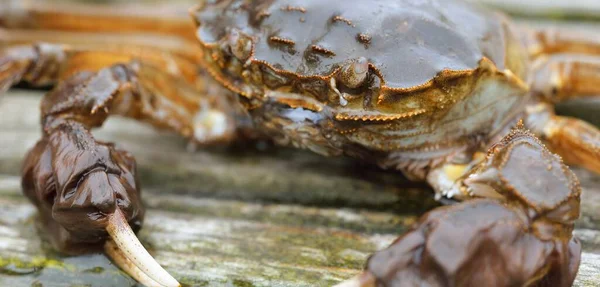 Eriocheir Sinensis Krab Dřevěném Molu Rybářském Přístavu Zblízka Tradiční Řemesla — Stock fotografie