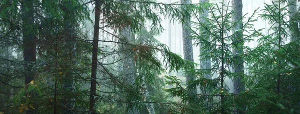 Majestuoso Misterioso Bosque Pinos Siempreverdes Una Niebla Luz Solar Suave —  Fotos de Stock