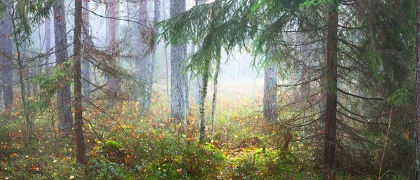 Pathway Majestic Evergreen Pine Forest Fog Soft Sunlight Sunbeams Panoramic — Stock Photo, Image