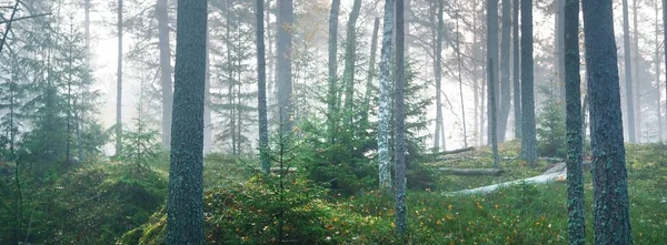 Caminho Através Majestosa Floresta Pinheiros Perenes Nevoeiro Luz Solar Suave — Fotografia de Stock