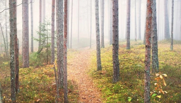 Pathway Majestic Evergreen Pine Forest Fog Soft Sunlight Sunbeams Panoramic — Stock Photo, Image