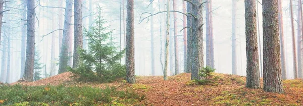 Pathway Majestic Evergreen Pine Forest Fog Soft Sunlight Sunbeams Panoramic — Stock Photo, Image