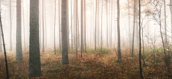 Ścieżka Przez Majestatyczny Wiecznie Zielony Las Sosnowy Mgle Miękkie Światło — Zdjęcie stockowe