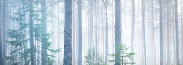 Величний Таємничий Вічнозелений Сосновий Ліс Тумані Яке Світло Осінній Пейзаж — стокове фото