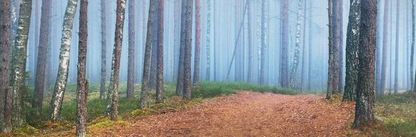 Caminho Através Majestosa Floresta Pinheiros Perenes Nevoeiro Luz Solar Suave — Fotografia de Stock