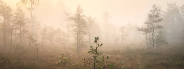 Tourbière Dans Une Brume Matinale Lever Soleil Jeunes Pins Couverture — Photo