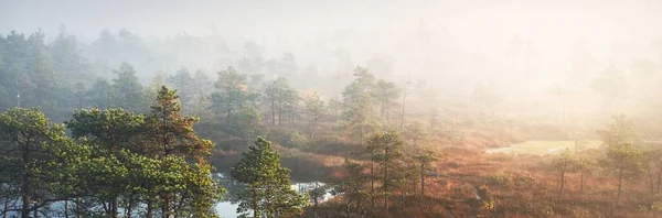 Aerial View Lake Young Pine Tree Forest Thick Morning Fog — Stock Photo, Image