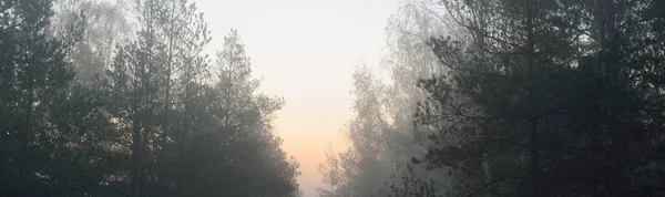 日の出の朝の霧の中で袋 若い松の木や草花を咲かせるの森の床 澄んだ空 牧歌的な風景です ファンタジー おとぎ話の概念 ラトビアにおける環境保全 — ストック写真