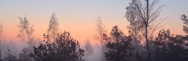 Ein Holzweg Durch Den Nadelwald Dichten Geheimnisvollen Nebel Bei Sonnenaufgang — Stockfoto