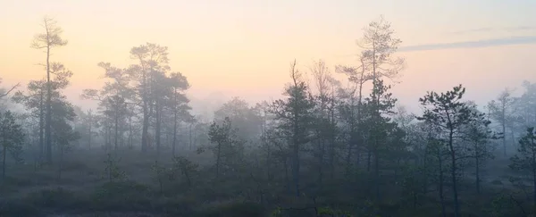 Bagno Porannej Mgle Wschodzie Słońca Młode Sosny Leśna Podłoga Kwitnących — Zdjęcie stockowe