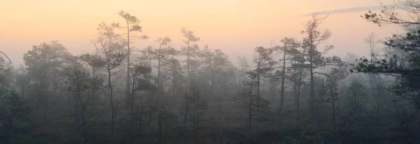 Bog Morning Mist Sunrise Young Pine Trees Forest Floor Blooming — Stock Photo, Image