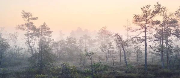 Гніздо Ранковому Тумані Світанку Молоді Соснові Дерева Лісова Підлога Цвітуть — стокове фото