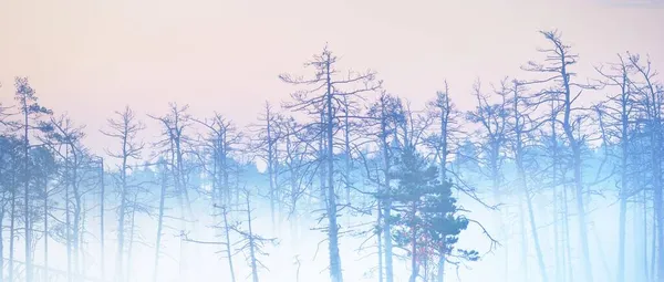 Евергрін Ліс Болото Густому Таємничому Тумані Світанку Латвія Яке Світло — стокове фото