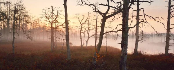 日出时 森林湖在浓密的神秘雾中 拉脱维亚的Cenas Tirelis 巨大的常绿树 金色的阳光水的对称反射 Idyllic Autumn Landscape — 图库照片