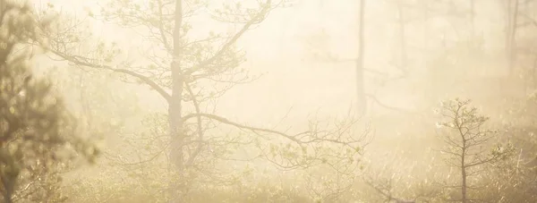 日の出の厚い神秘的な霧の中で常緑の森 ラトビア 太陽の光だ 牧歌的な秋の風景 妖精のような夢のようなシーン 純粋な自然 エコツーリズムのテーマ — ストック写真