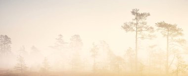 Gündoğumunda yoğun ve gizemli bir siste Evergreen Ormanı (bataklık). - Letonya. Yumuşak güneş ışığı. Idyllic sonbahar manzarası. Peri, rüya gibi bir sahne. Saf doğa, eko-turizm teması
