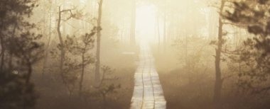 Güneş doğarken yoğun ve gizemli bir siste, her zaman yeşil olan ormandaki ahşap yol. - Letonya. Yumuşak güneş ışığı. Idyllic sonbahar manzarası. Doğal tünel, peri, rüya gibi sahne. Kuzey yürüyüşü, eko-turizm teması