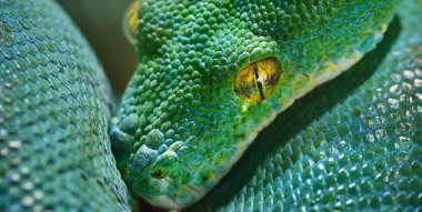 Yeşil ağaç pitonu Morelia Viridis yakın plan. Tallinn Hayvanat Bahçesi, Estonya. Portre sanatı. Çevre koruma, vahşi yaşam, zooloji, herpetoloji teması