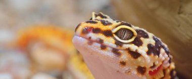 Hayvanat bahçesinde Leopar kertenkelesi Eublepharis macularius, yakın plan. Tallinn, Estonya. Portre sanatı, zooloji, herpetoloji, çevre koruma, bilim, eğitim kavramları