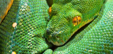 Yeşil ağaç pitonu Morelia Viridis yakın plan. Tallinn Hayvanat Bahçesi, Estonya. Portre sanatı. Çevre koruma, vahşi yaşam, zooloji, herpetoloji teması