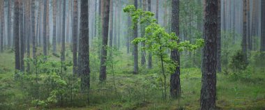 Alacakaranlık Yeşili Ormanı 'ndaki antik çam ağaçlarının duvarı. - Letonya. Atmosferik manzara. Eko turizm, çevre, yalnızlık, karanlık kavramlar