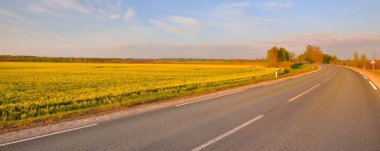 Sarı kolza tohumu tarlasında açık mavi gökyüzü, Letonya 'ya karşı bomboş bir otoyol. Idyllic kırsal kesim. Tarım, yakıt ve gıda sanayii, alternatif enerji, çevre koruma