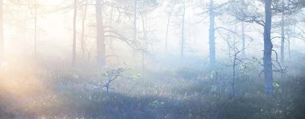 Вечно Зеленый Лес Болото Густом Таинственном Тумане Восходе Солнца Латвия — стоковое фото