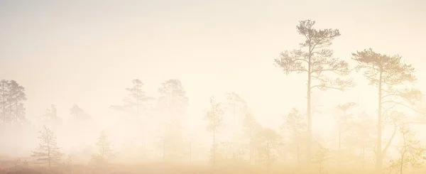 Immergrüner Wald Moor Dichten Geheimnisvollen Nebel Bei Sonnenaufgang Lettland Sanftes — Stockfoto