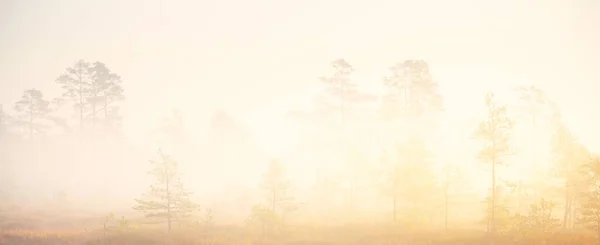 Evergreen Bos Moeras Een Dikke Mysterieuze Mist Bij Zonsopgang Letland — Stockfoto