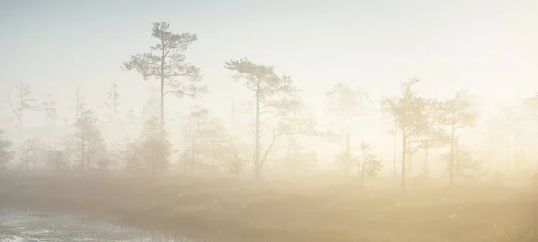 Forêt Feuilles Persistantes Tourbière Dans Épais Brouillard Mystérieux Lever Soleil — Photo