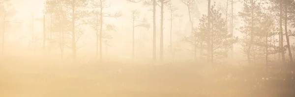 在日出时浓密的神秘雾中 长青森林 拉脱维亚 柔和的阳光宜人的秋天风景 童话般梦幻般的场景纯自然 生态旅游主题 — 图库照片
