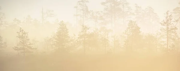 Floresta Perene Pântano Denso Nevoeiro Misterioso Nascer Sol Letónia Luz — Fotografia de Stock
