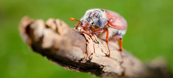 Cockchafer May Bug Melolontha Melolontha Ağaç Dalından Uçmaya Hazırdır Bokeh — Stok fotoğraf