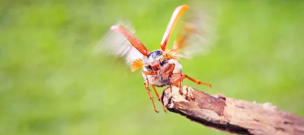 Cockchafer May Bug Melolontha Melolontha Flying Tree Branch Extreme Close — Stock Photo, Image