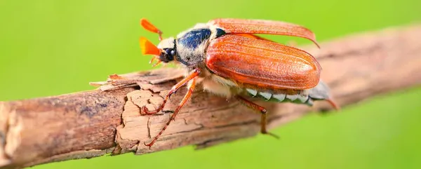 Cockchafer May Bug Melolontha Melolontha Jest Gotowy Lotu Gałęzi Drzewa — Zdjęcie stockowe