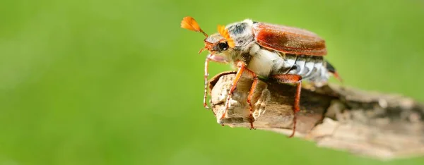 Cockchafer May Bug Melolontha Melolontha Jest Gotowy Lotu Gałęzi Drzewa — Zdjęcie stockowe