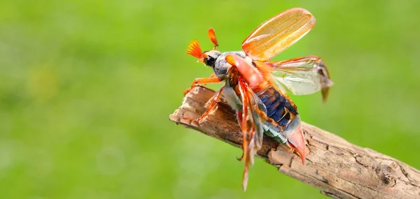 Cockchafer May Bug Melolontha Melolontha Ready Fly Tree Branch Extreme — Stock Photo, Image