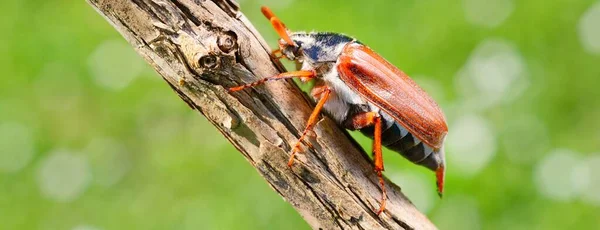 Cockchafer May Bug Melolontha Melolontha Jest Gotowy Lotu Gałęzi Drzewa — Zdjęcie stockowe