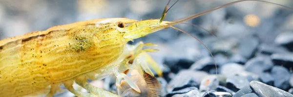 Südostasiatische Garnelen Der Gattung Atiopsis Aquarium Nahaufnahme Zoologie Karzinologie Thema — Stockfoto