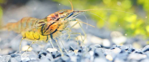 Asian Glass Shrimp Macrobrachium Lanchesteri Aquarium Close Zoology Carcinology Environmental — Stock Photo, Image