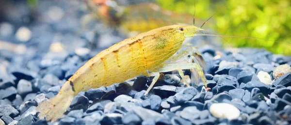 东南亚虾属 产于水族馆 环境保护主题 — 图库照片