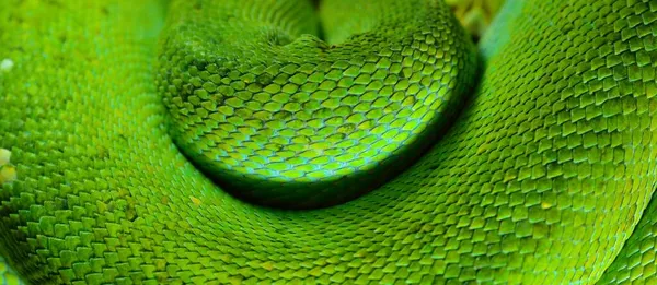 Cuerpo Del Árbol Verde Python Morelia Viridis Primer Plano Zoológico —  Fotos de Stock